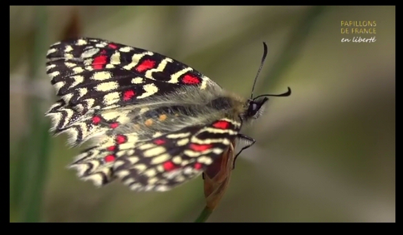 Papillons de France en libert