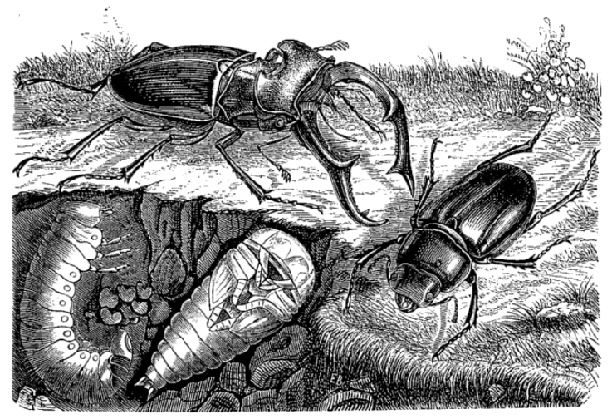 Belle-Epoque Insectes