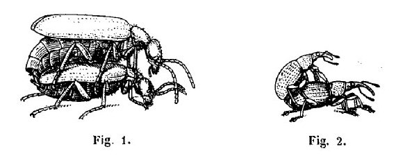 opie-insectes