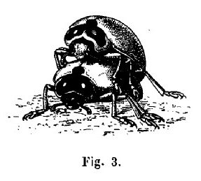 opie-insectes
