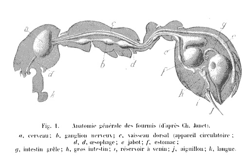 Anatomie gnrale des fourmis