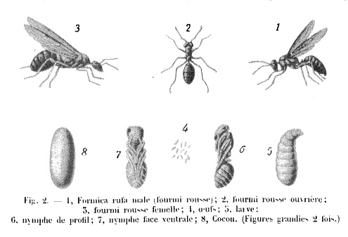 Dveloppement de Formica rufa