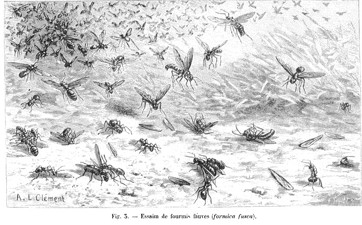Essaim de fourmis fauves
