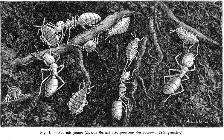 Fourmis jaunes avec pucerons des racines