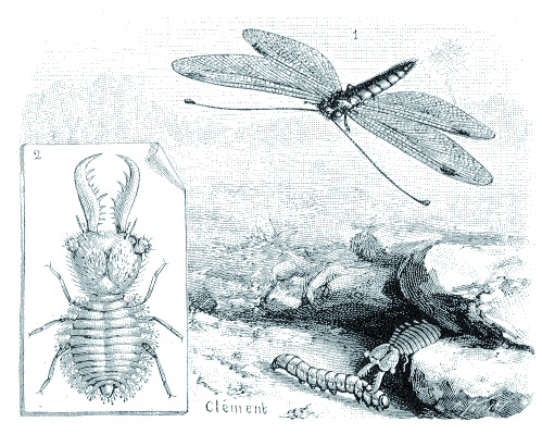 un insecte paradoxal