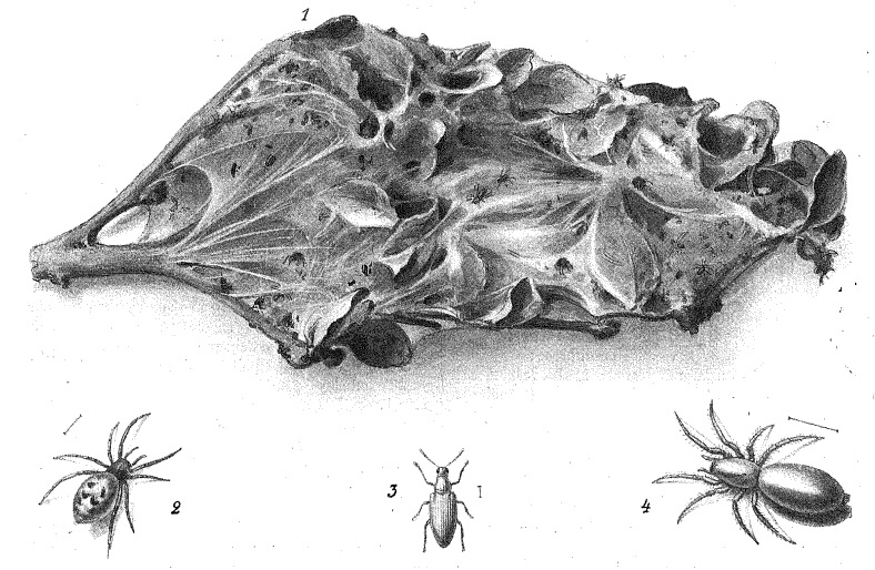 mosquero