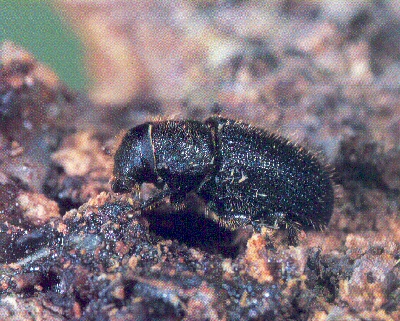 Dendroctonus micans