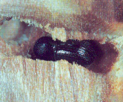 xyleborus dispar