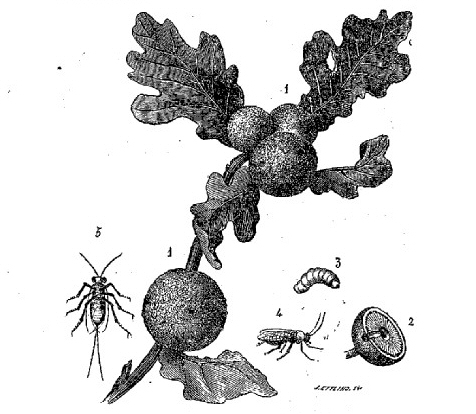 cynips de la galle du chne